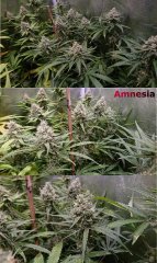 Amnesia_Full.JPG