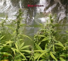 Blue_Dream_45_Bud.JPG