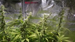 Blue_Dream_Full_45.JPG