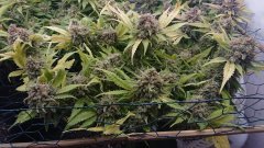Critical orange punch cut 12/12+89