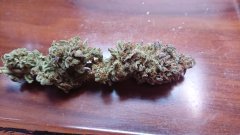 Gorilla zkittle