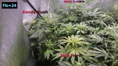F24_BD_KK_JH.JPG