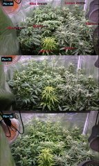 Flo_28_-_36.JPG