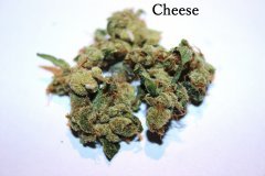 Cheese