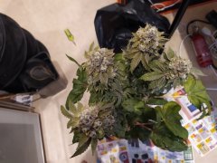 IMG_20190712_193340.jpg