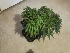 boy scout cookie cro+49