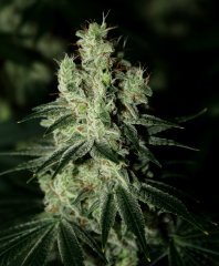 Gorilla Bubble bx2 #5  12/12 + 54