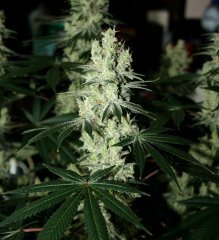 Gorilla Bubble bx2 #5  12/12 + 54