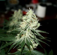 Gorilla Bubble bx2 #5  12/12 + 54
