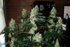 Gorilla Bubble bx2 #5  12/12 + 54