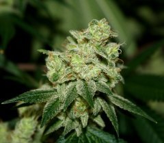 Gorilla bubble bx2 12/12 +65