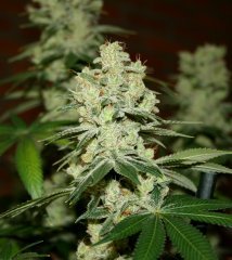 Gorilla bubble bx2 12/12 +65