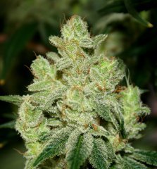 Gorilla bubble bx2 12/12 +65