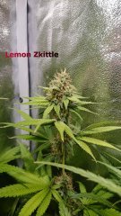 Lemon_Zkittle_B45.JPG