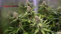 Lemon_Zkittle_Full.JPG