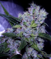 Critical Kush
