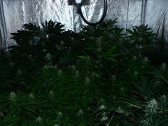 F31