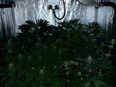 F31