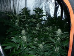 F31
