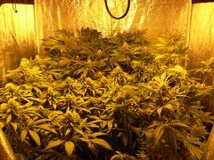 F36