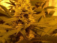 F36