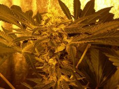 F36