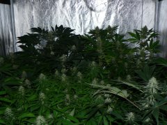 F36
