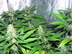 F36