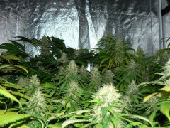 F46