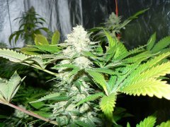 F46