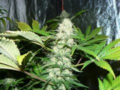 F46