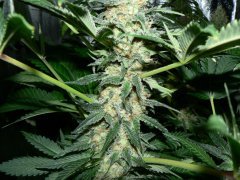 F46