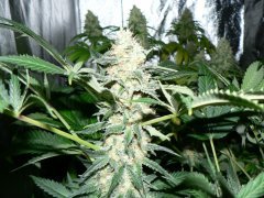 F46