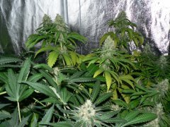 F46