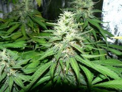 F46