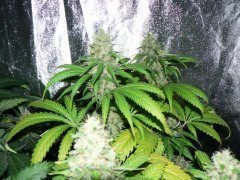 F46