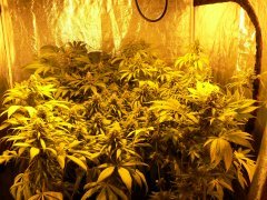 F46