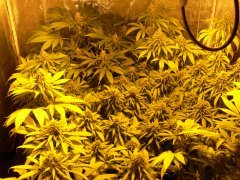 F46