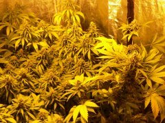F46