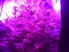 cheese f+13