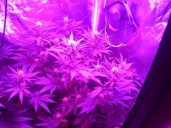 cheese f+13