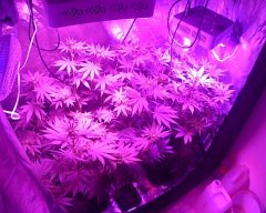 enss f4