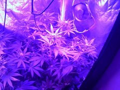 ch f4