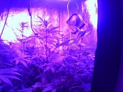 ch f4