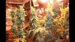 OG kush féminisées +74 flo