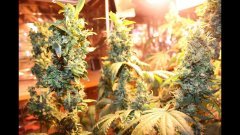 OG kush #2 féminisées à +74 flo