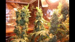 OG kush #2 féminisées à +74 flo
