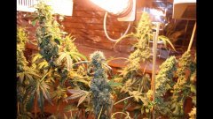 OG kush  féminisées à +74 flo
