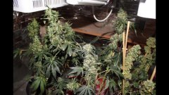 OG kush féminisées à +74 flo