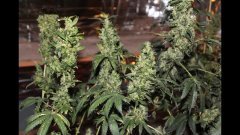 OG kush #2 féminisées à +74 flo
